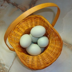 Araucanade munad, Mailis Design